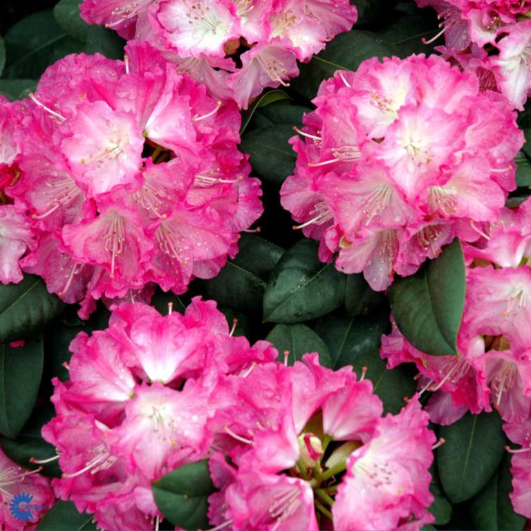 RHODODENDRON 'GERMANIA'