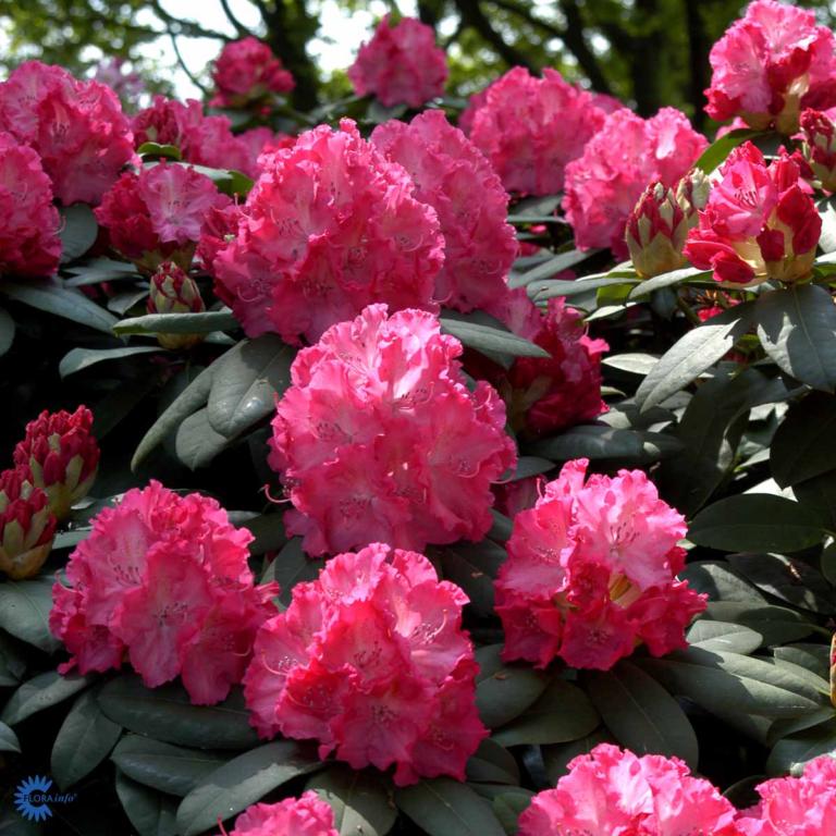 RHODODENDRON 'GERMANIA'