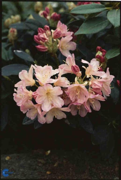 RHODODENDRON 'PERCY WISEMAN'