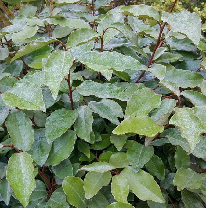AQUILEGIA MIX