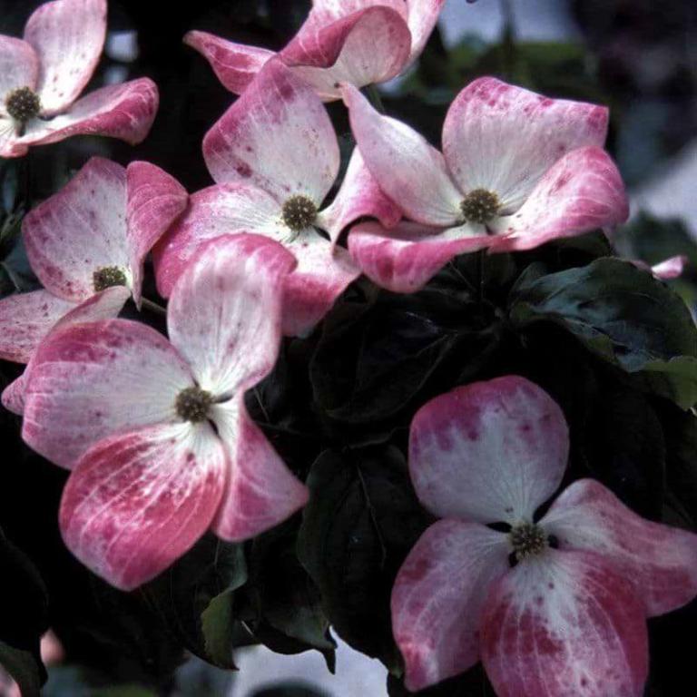 CORNUS  KOUSA 'SATOMI COMPACT'