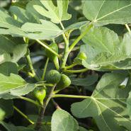 FIGEN - FICUS CARICA BORNHOLM