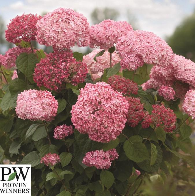 HYDRANGEA ARBORESCENS 'PINK ANNABELLE'®