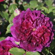 ROSA 'GHITA' ® POULREN (N)