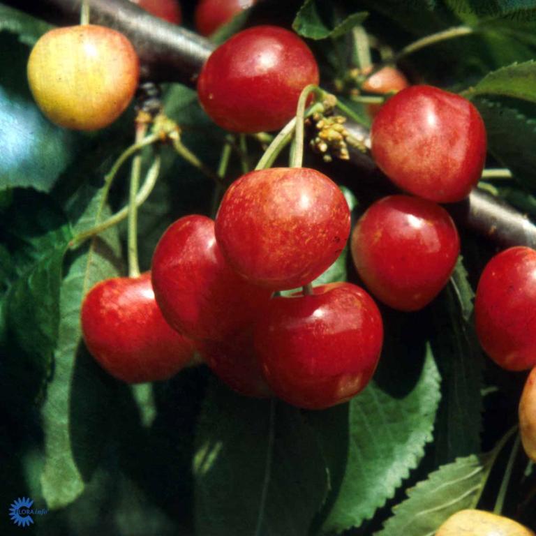 KIRSEBÆR 'MERTON GLORY'