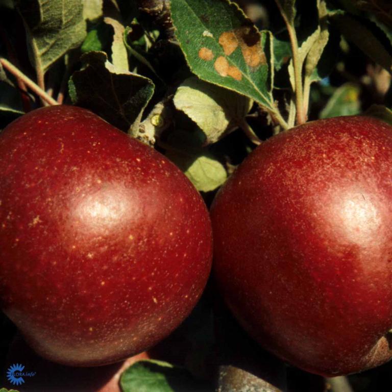 Malus domestica 'Rød Ingrid Marie'