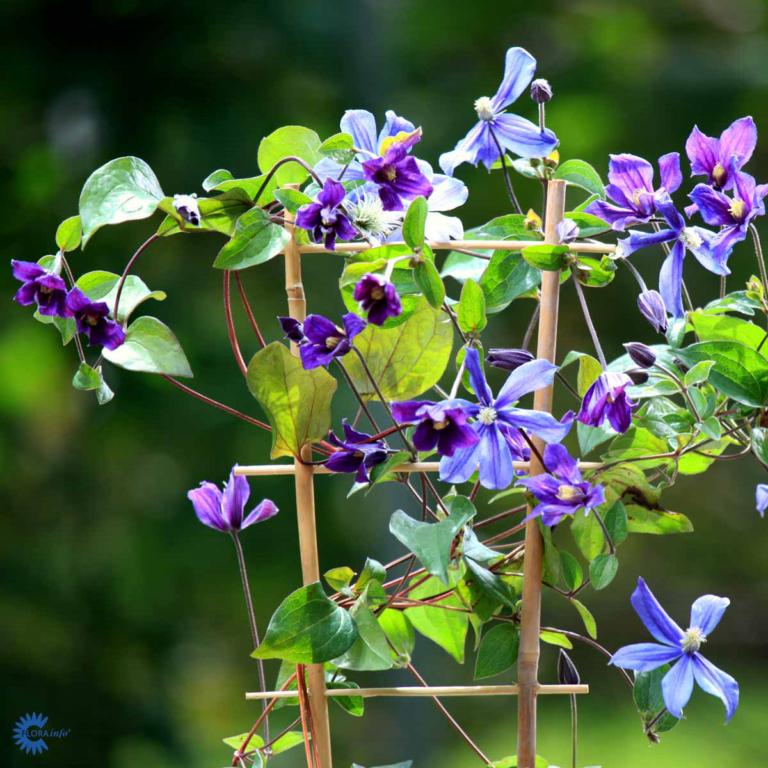 Clematis 'Arabella'
