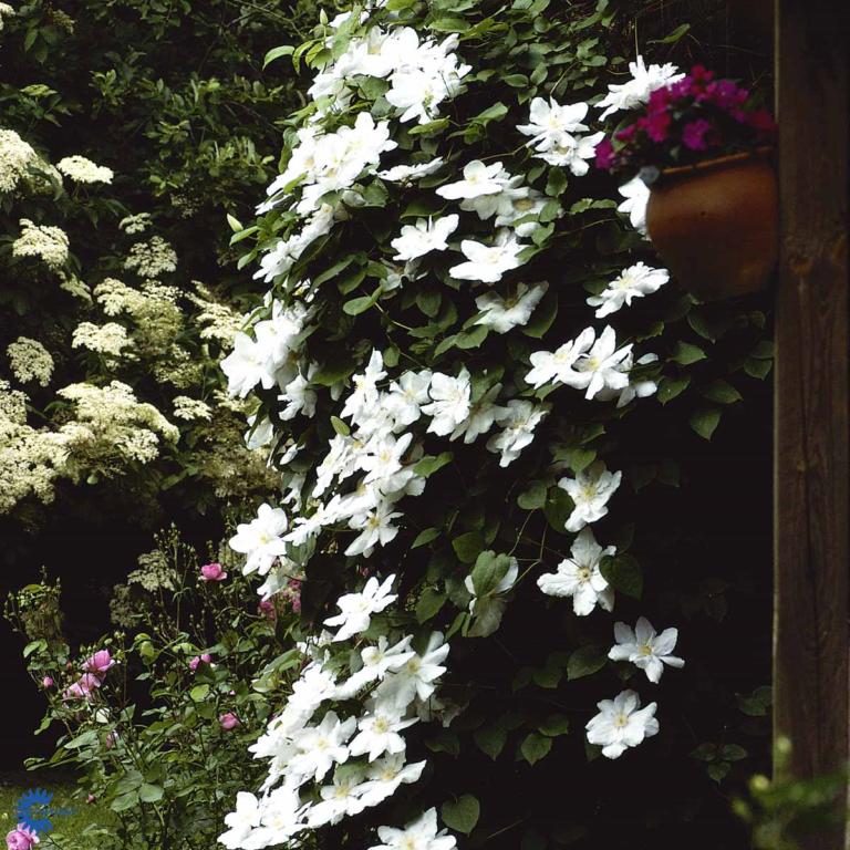 CLEMATIS 'MADAME LE COULTRE'