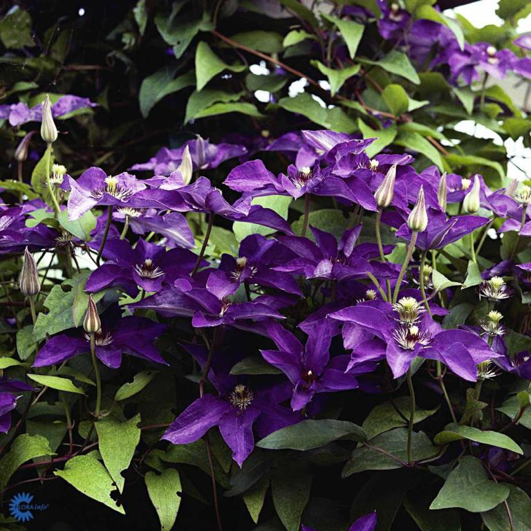 CLEMATIS 'THE PRESIDENT'