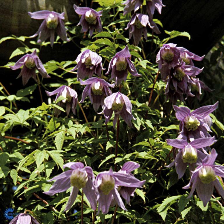 CLEMATIS 'ALPINA'
