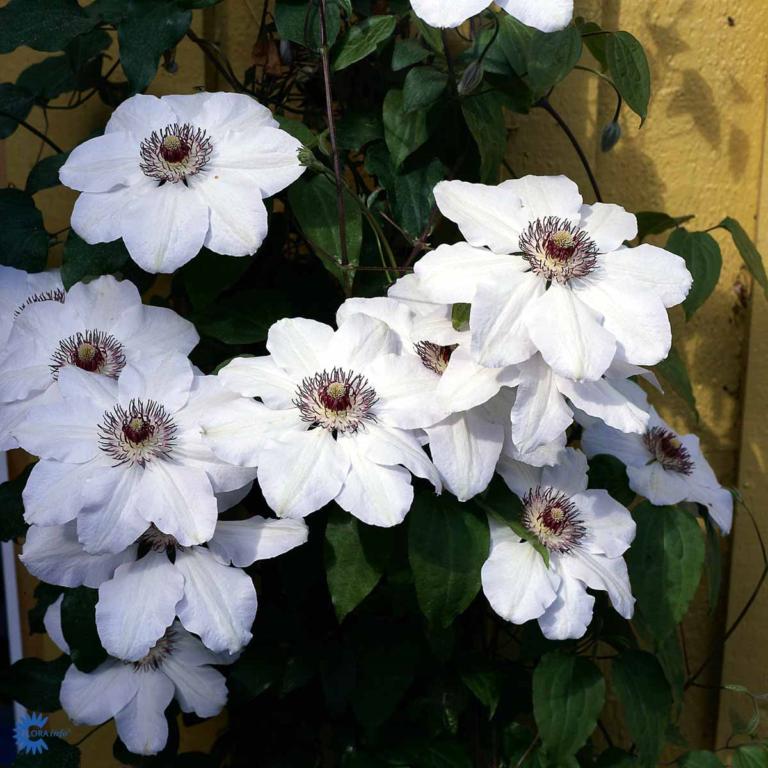 Clematis 'Miss Bateman'
