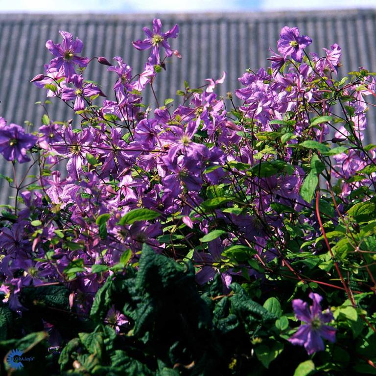 Clematis 'Blekitny Aniol' (syn.: 'Blue A