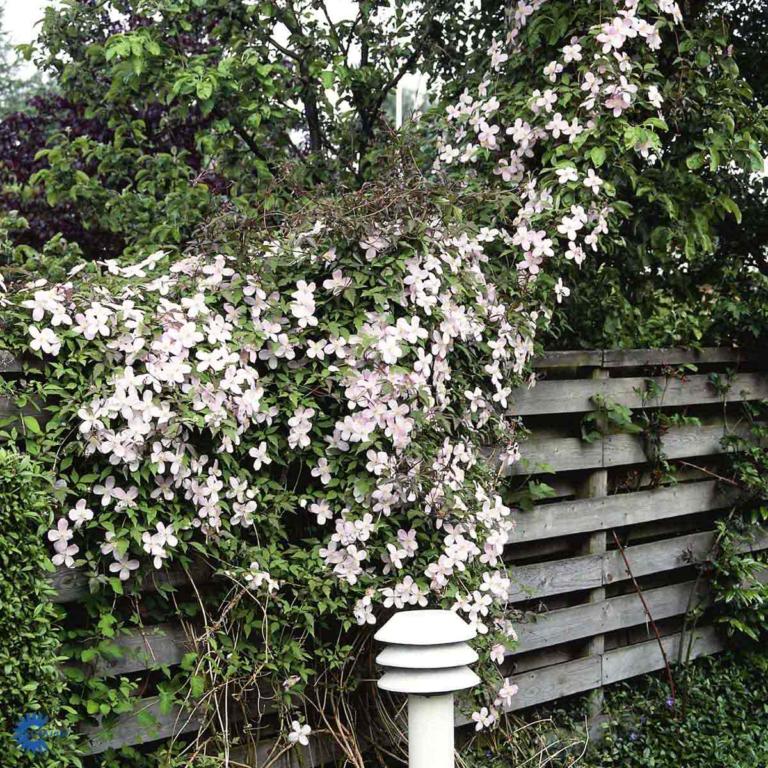 Clematis montana rubens