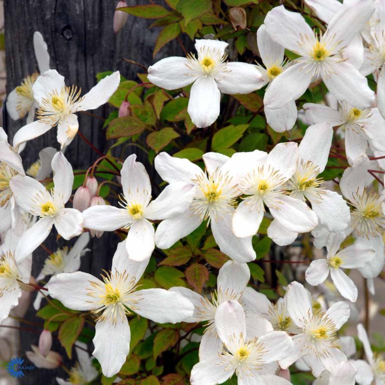 CLEMATIS MONTANA 'GRANDIFLORA'