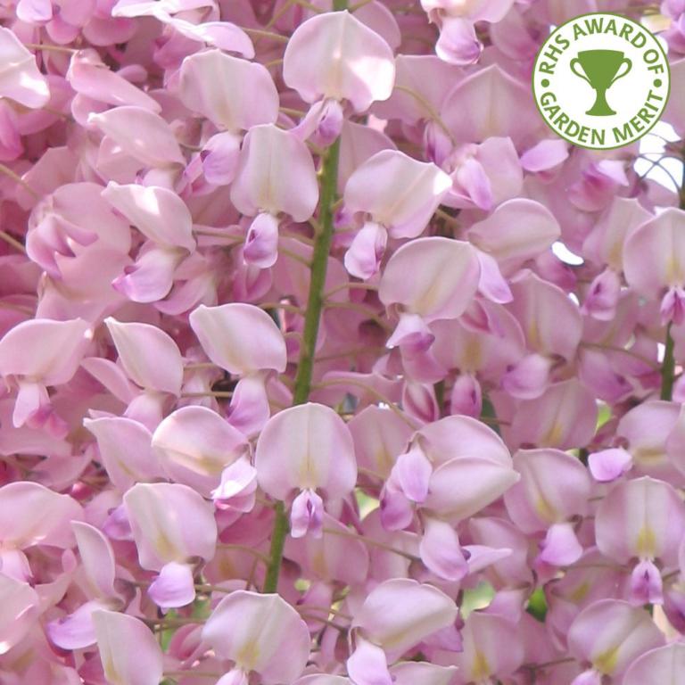 WISTERIA SINENSIS 'ROSEA'