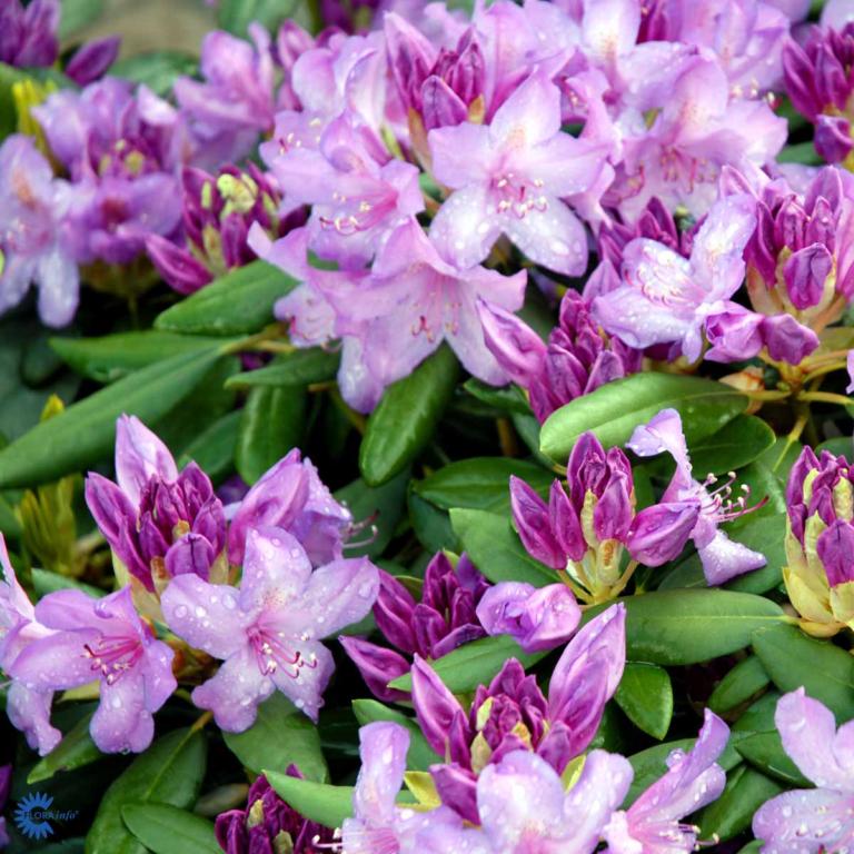 RHODODENDRON 'CATAWBIENSE GRANDIFLORUM'