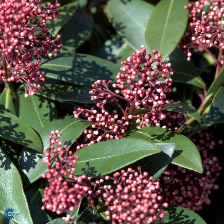 SKIMMIA 'RUBELLA'