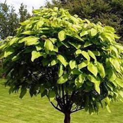 Catalba bignoides 'Nana'