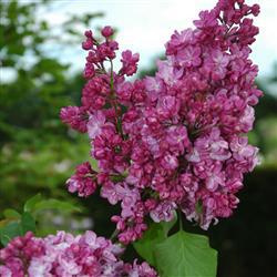 Syringa v. 'Prince Wolkonsky'