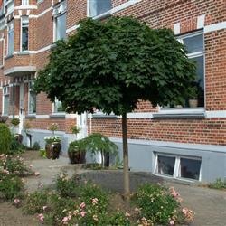 Acer plat. 'Globosum'