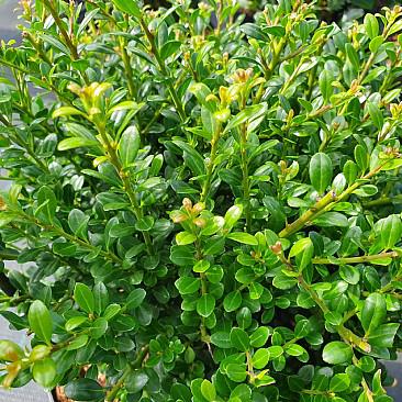 ILEX CRENATA 'GLORIE DWARF'