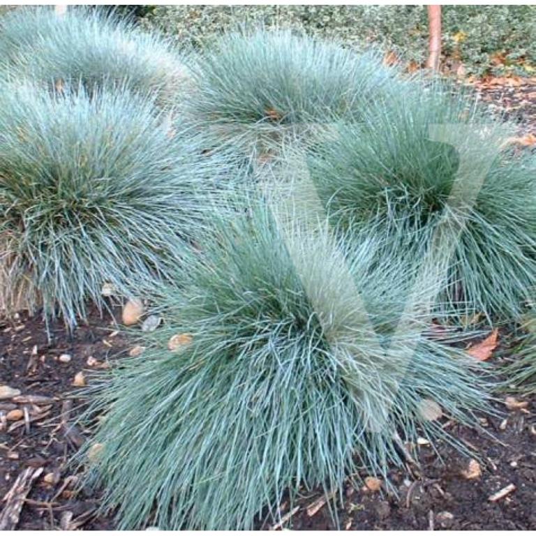 Festuca glaúca  'Uchte'