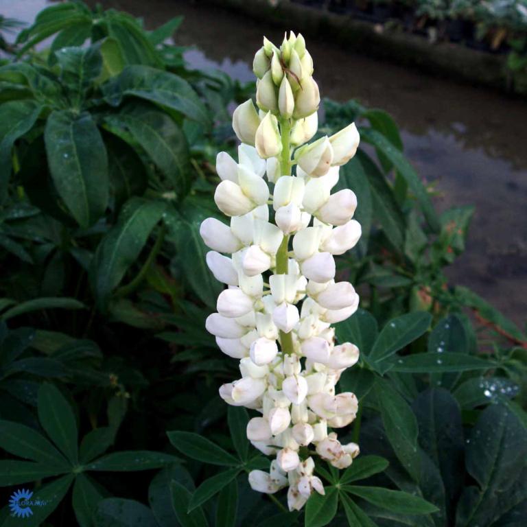 Lupínus polyphýllus  'Fräulein'