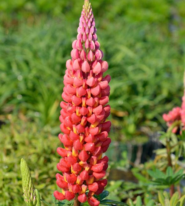 Lupínus polyphýllus  'Mein Schloss'     