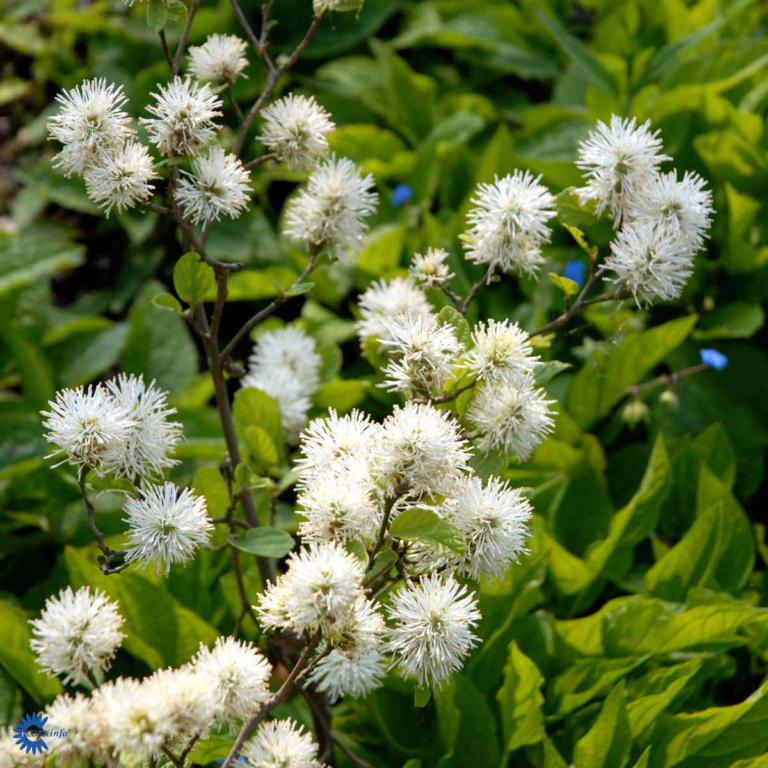 FOTHERGILLA GARDENII 'BLUE SHADOW'