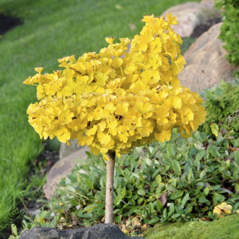 GINKGO BILOBA 'TROLL'