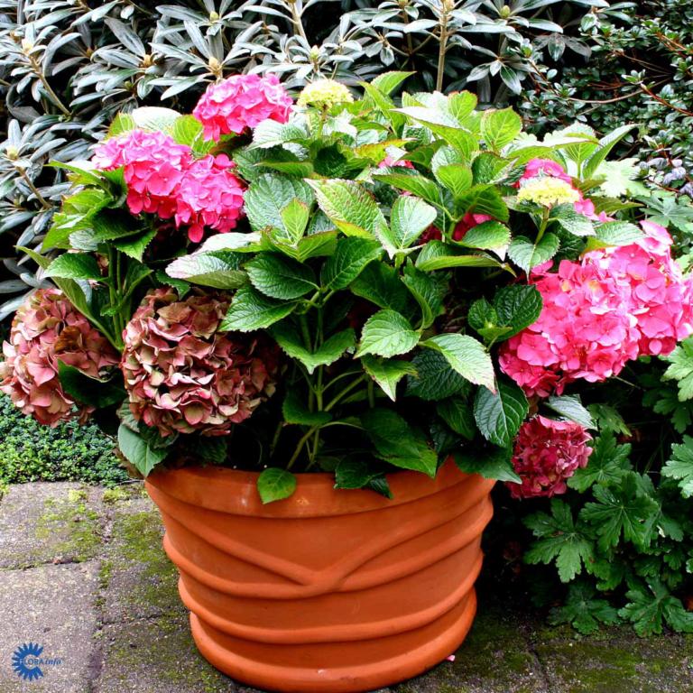 HYDRANGEA 'BELLA' ®