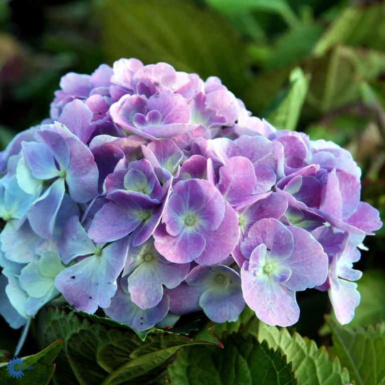 HYDRANGEA 'ELISA' ®