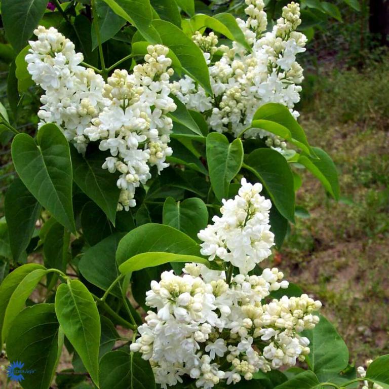 Syringa v. 'Mme Lemoine'