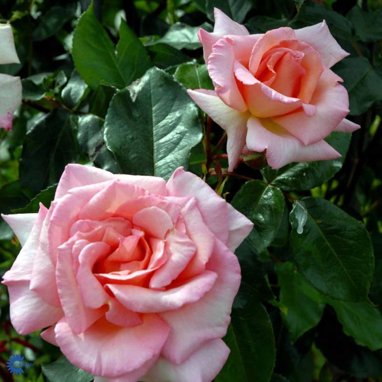 ROSA 'COMPASSION'