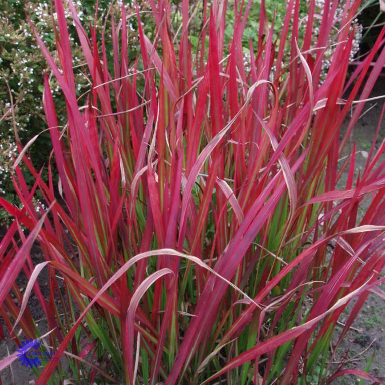 IMPERATA 'RED BARON'