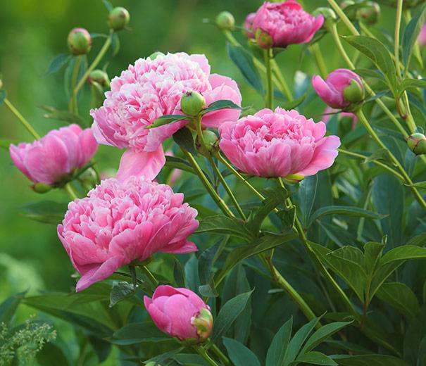 Paeónia lactiflóra  'Dr. Alexander Flemi