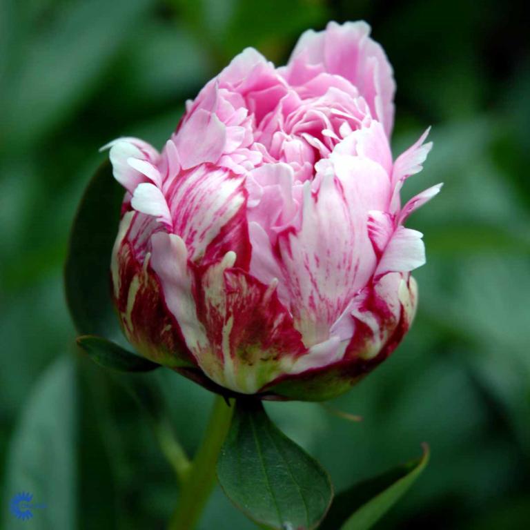 Paeónia lactiflóra  'Sarah Bernhardt'