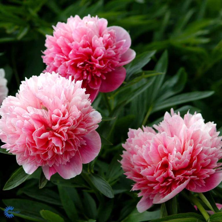 PAEONIA OFFICINALIS 'ROSEA PLENA'