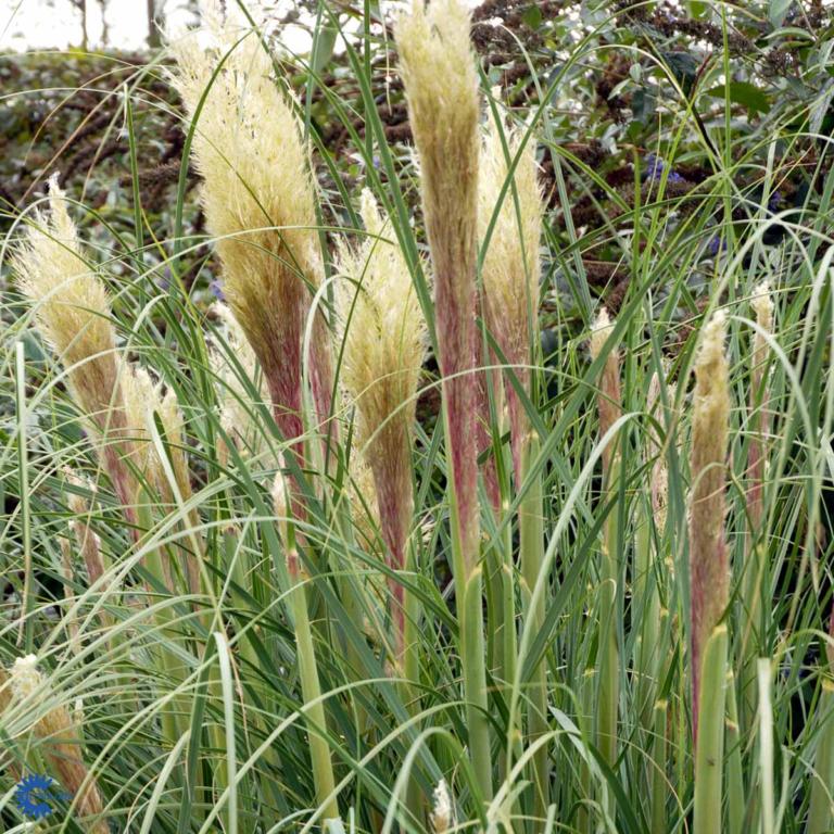 CORTADERIA SELLOANA 'PUMILA'