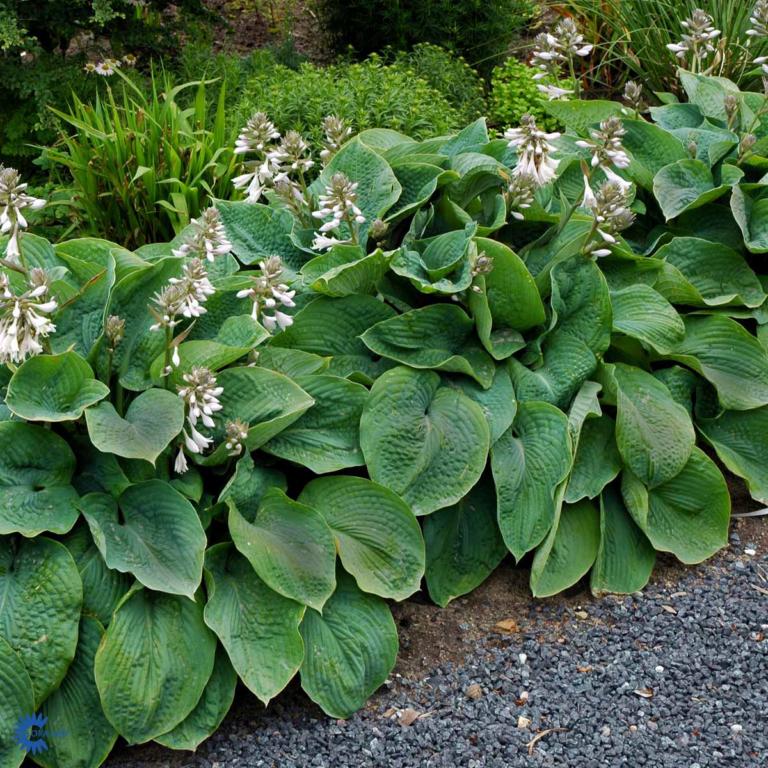 Hósta sieboldiána-hýbrid  'Elegans