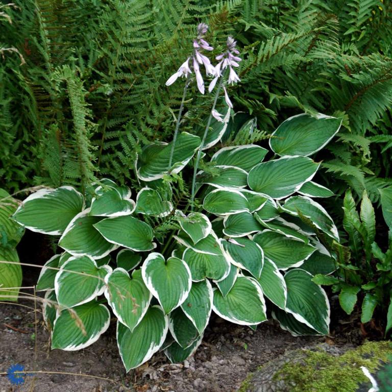 HOSTA FORTUNEI 'FRANCEE'