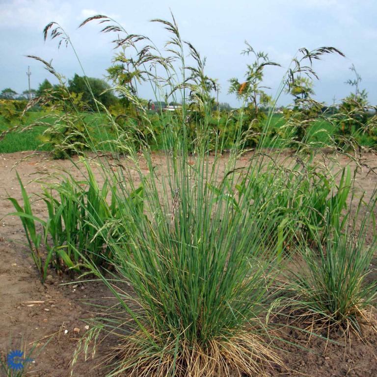 Helictótrichon sempervírens