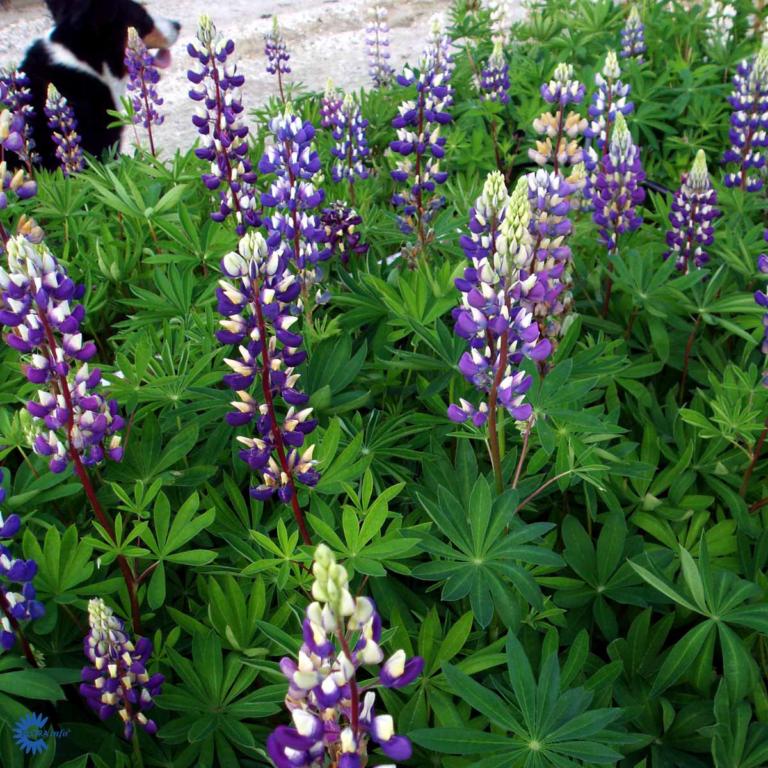 Lupínus polyphýllus  'Kastellan'