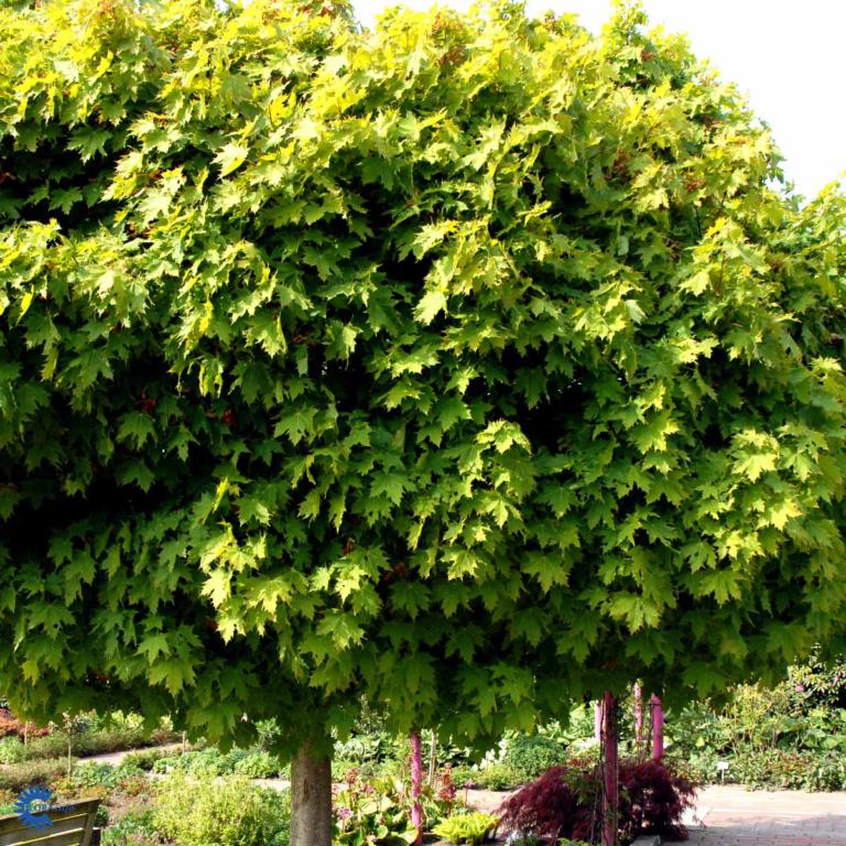 Acer plat. 'Globosum'