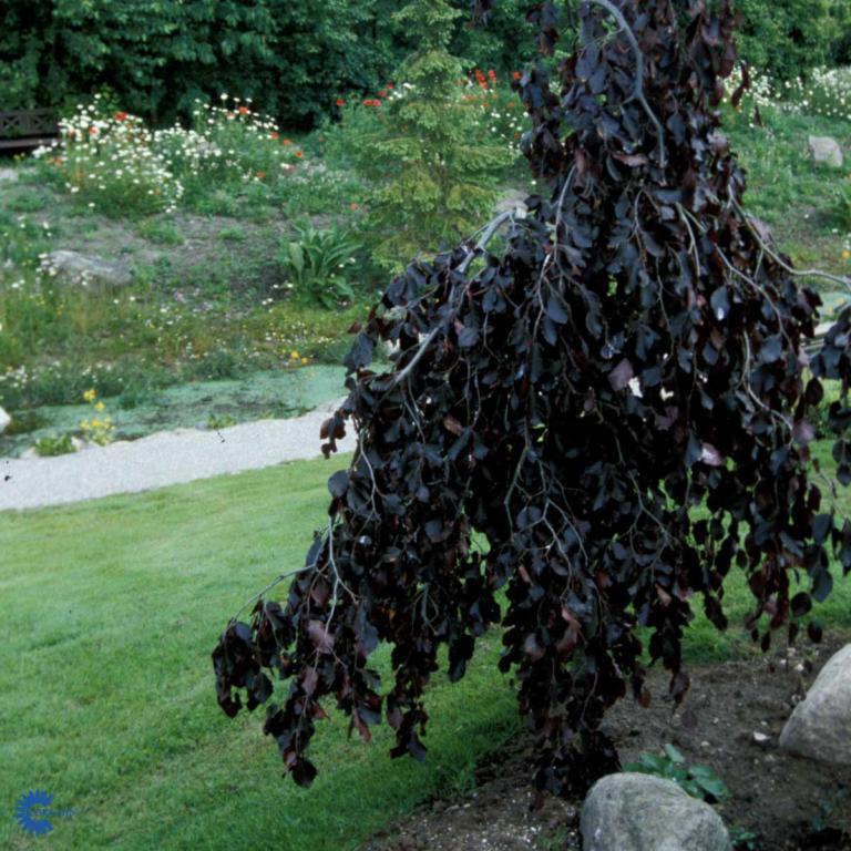 FAGUS SYLVATICA 'PURPUREA PENDULA'
