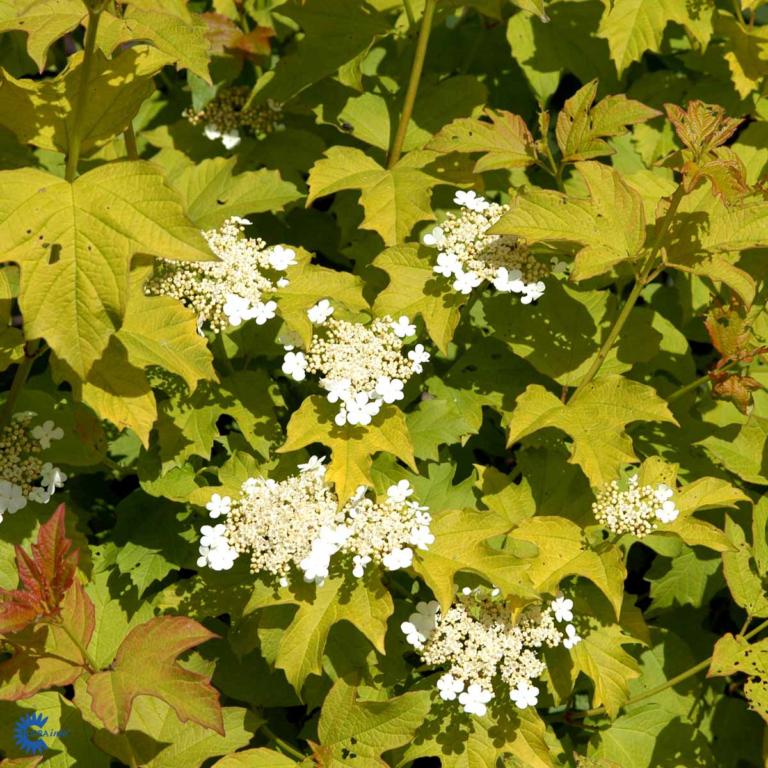 PHYSOCARPUS OPULIFOLIUS 'DART'S GOLD'