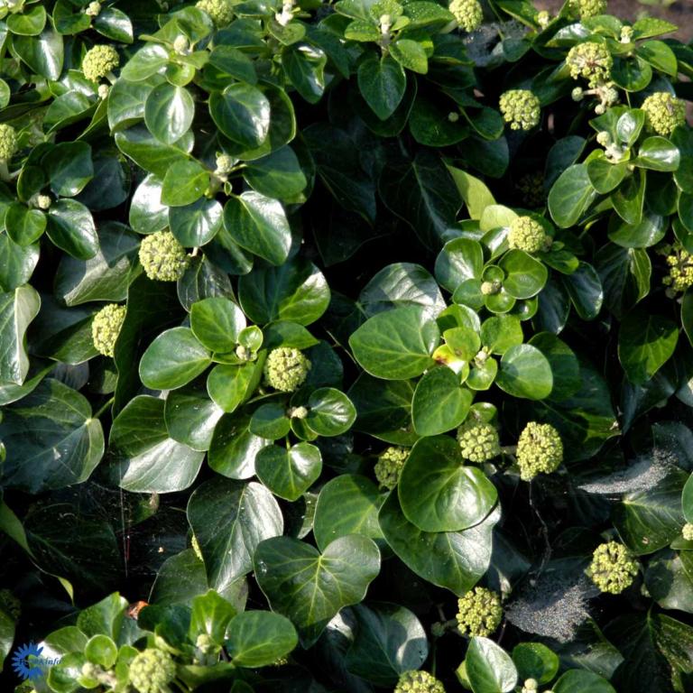 Hedera h. 'Arbori Compact'