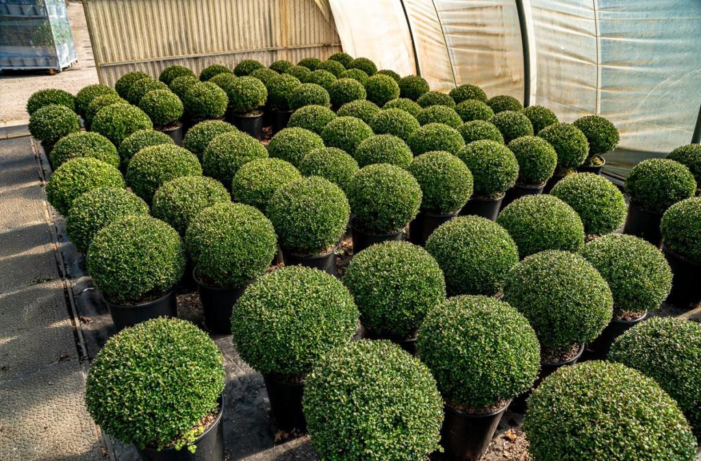 ILEX CRENATA 'GLORIE DWARF'