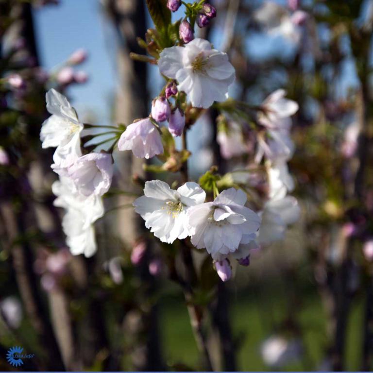 Prunus ser. 'Amanogawa'