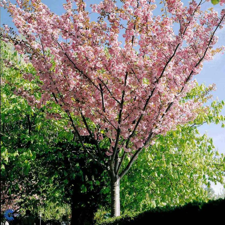 Prunus ser. 'Kanzan'